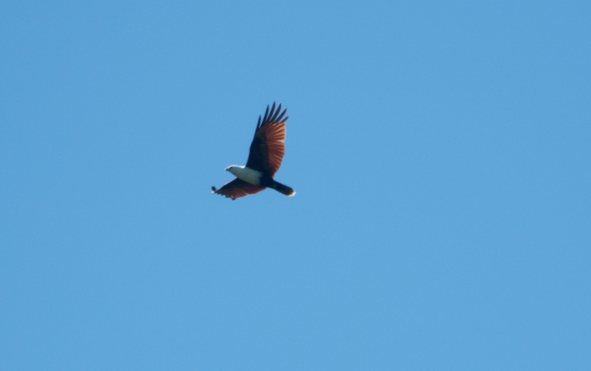 Brahminy Kite - ML620691111