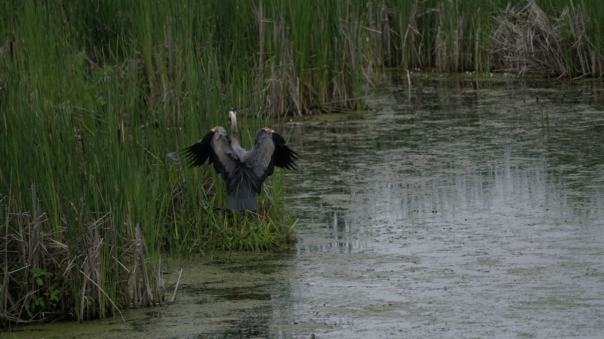 Great Blue Heron - ML620691115