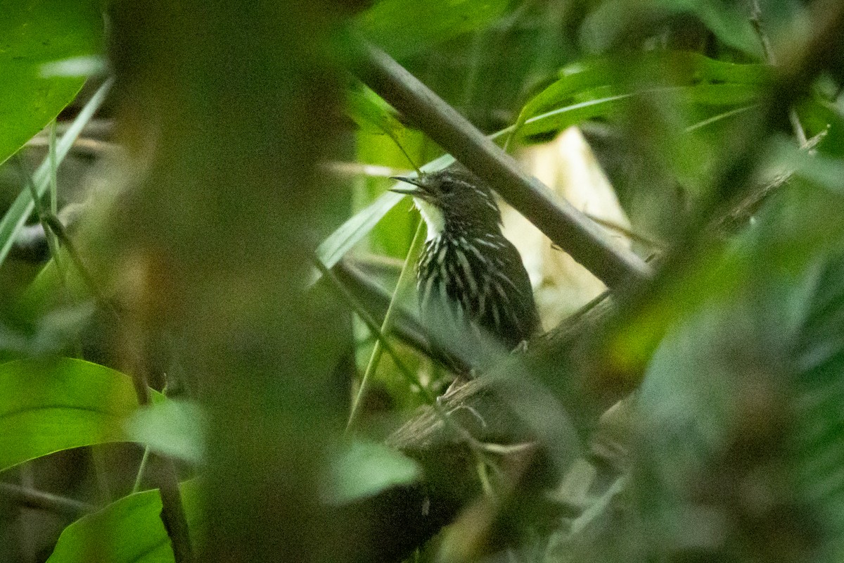 Striated Wren-Babbler (minuta/fortichi) - ML620691117