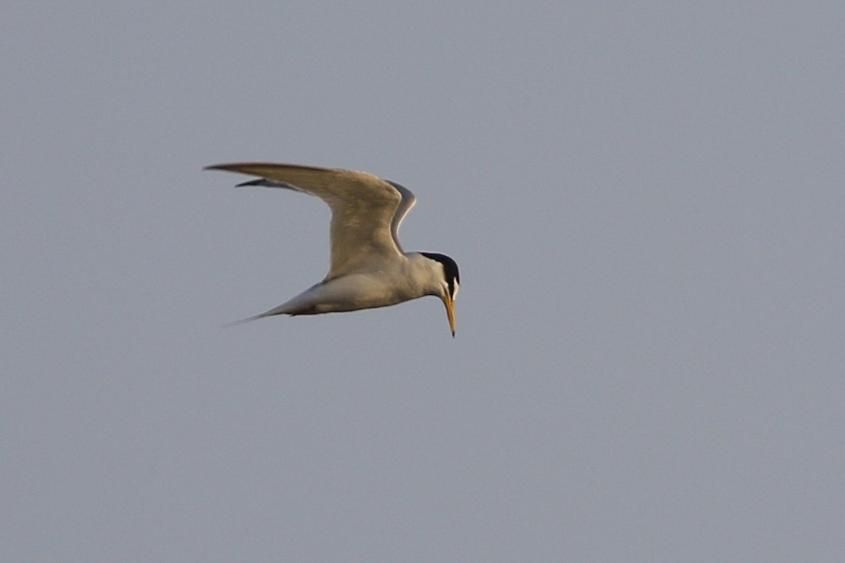 Little Tern - ML620691121