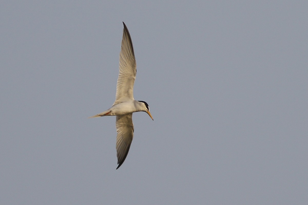 Little Tern - ML620691123