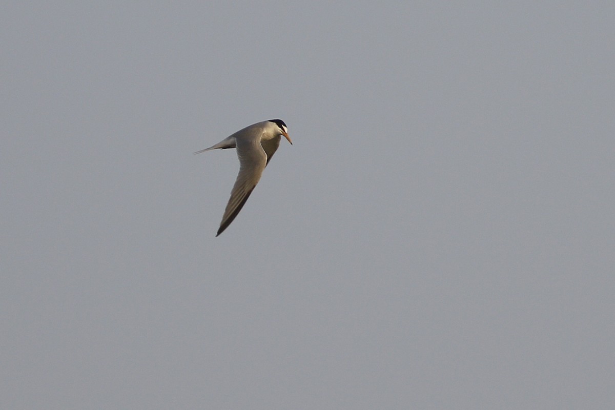 Little Tern - ML620691124