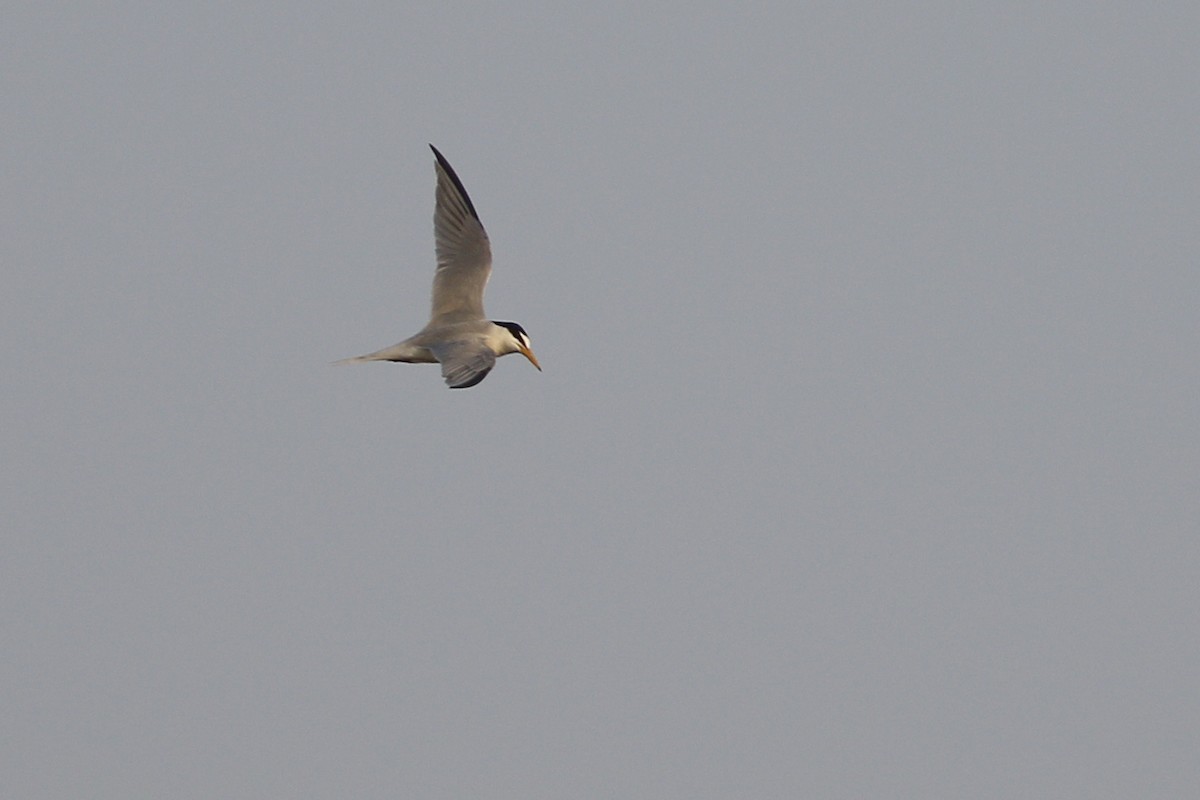 Little Tern - ML620691125