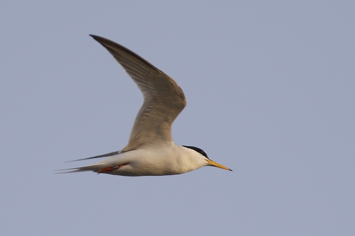 Little Tern - ML620691126