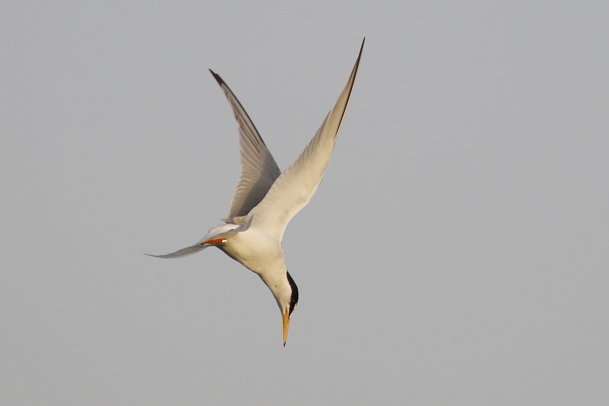 Little Tern - ML620691128