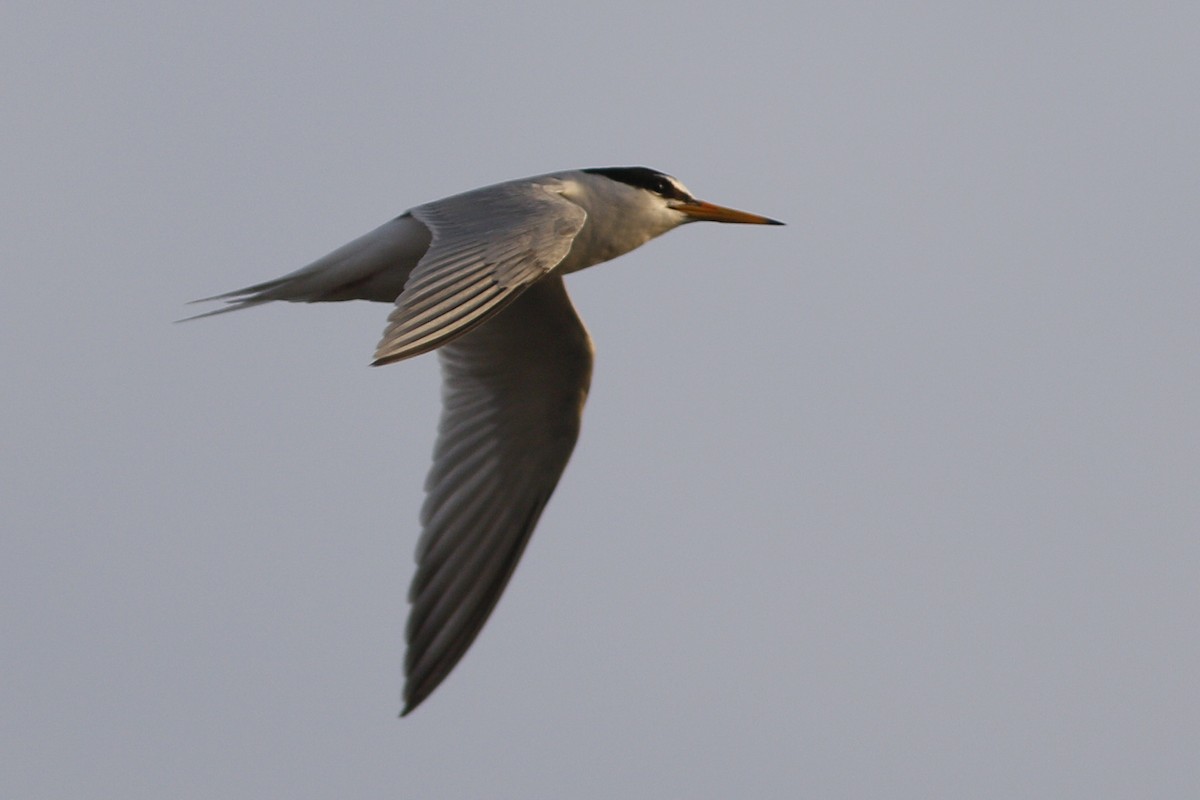 Little Tern - ML620691129