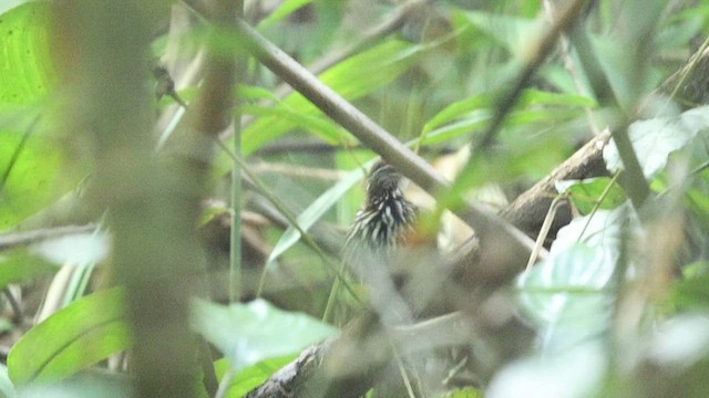 Striated Wren-Babbler (minuta/fortichi) - ML620691136