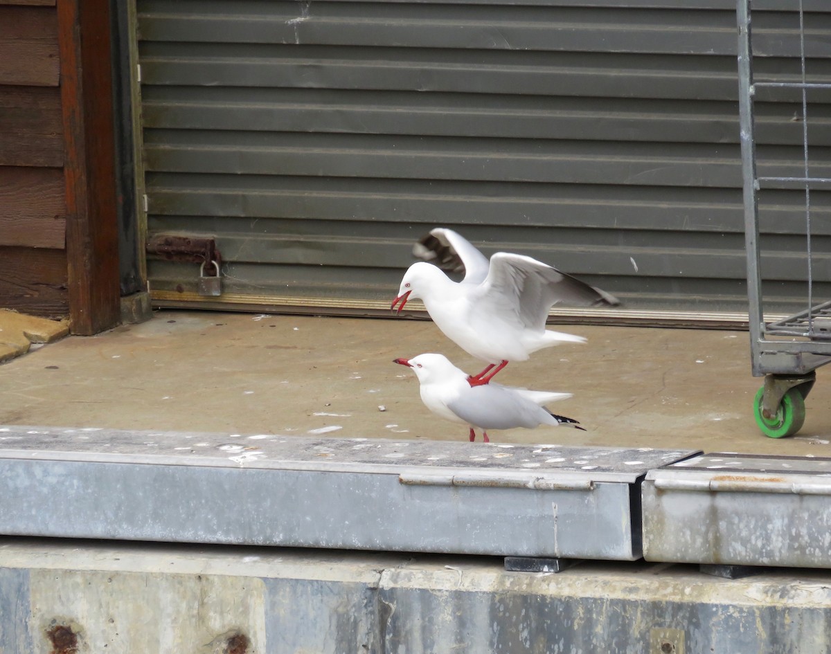 Silver Gull - ML620691137