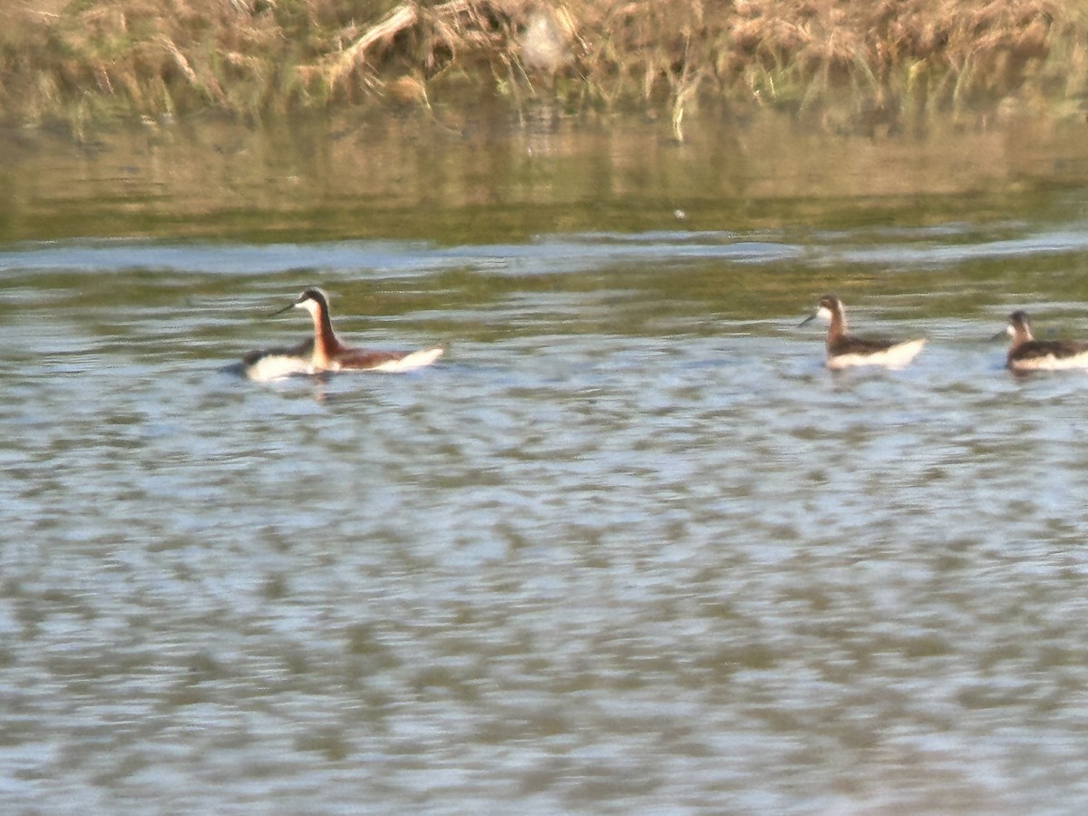 Wilson's Phalarope - ML620691139