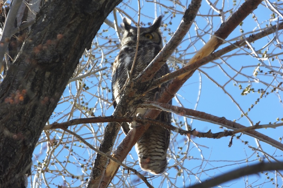 Great Horned Owl - ML620691140