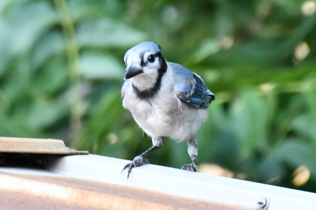 Blue Jay - ML620691145