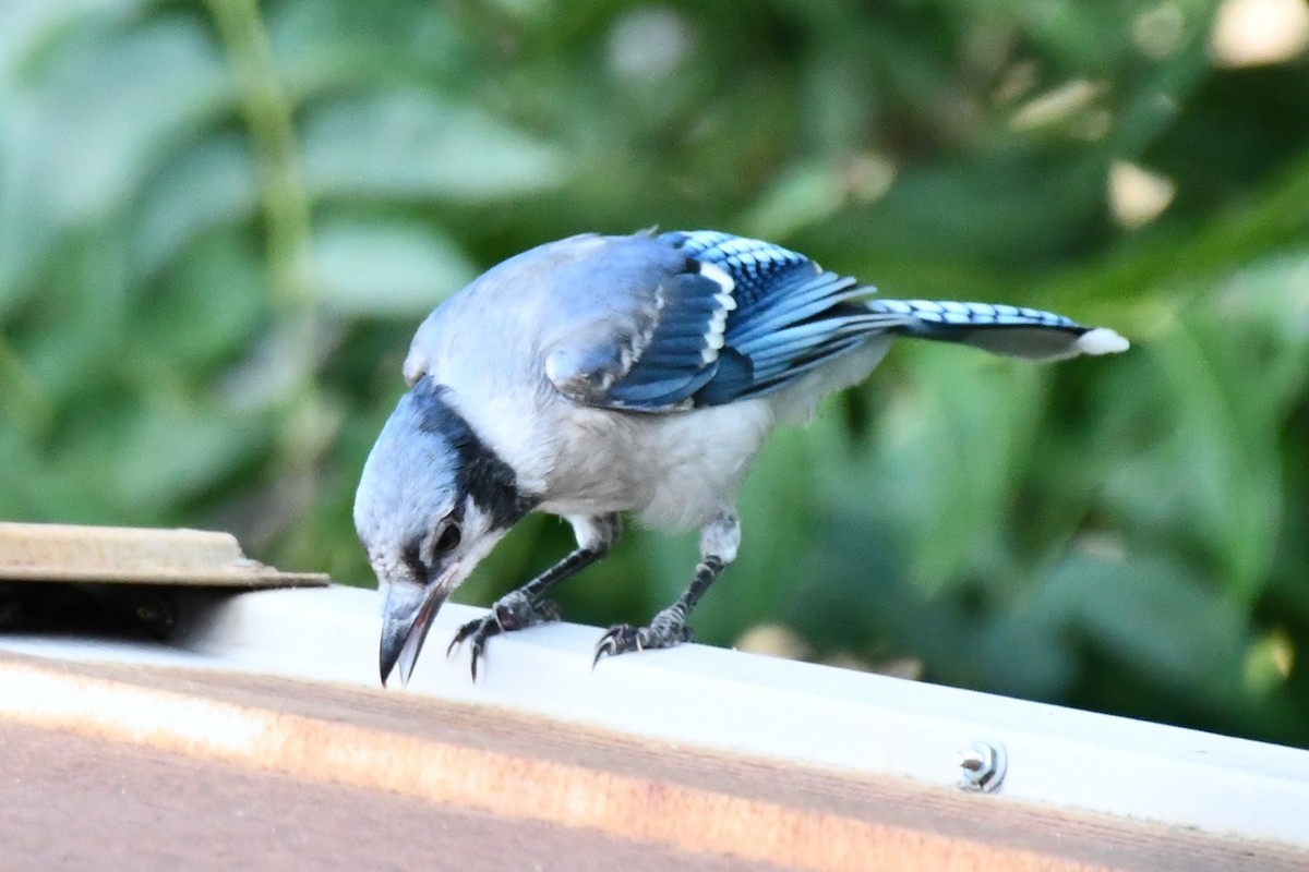 Blue Jay - ML620691146