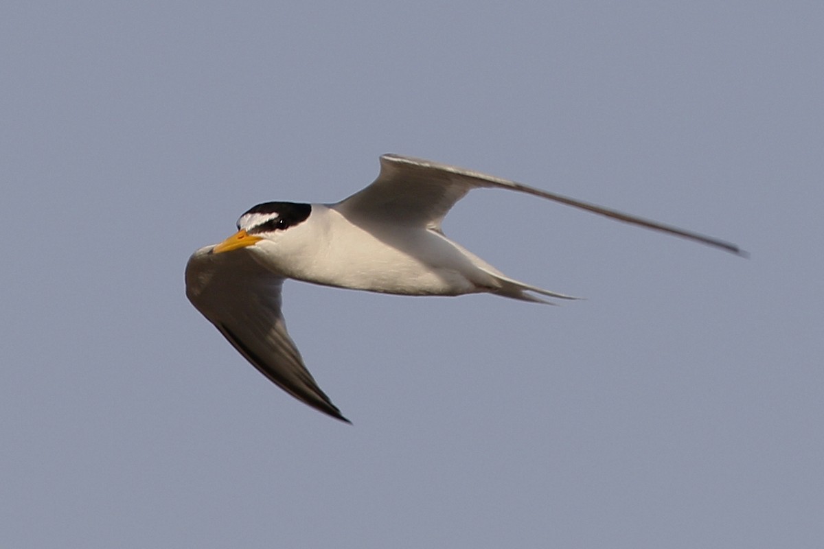 Little Tern - ML620691147