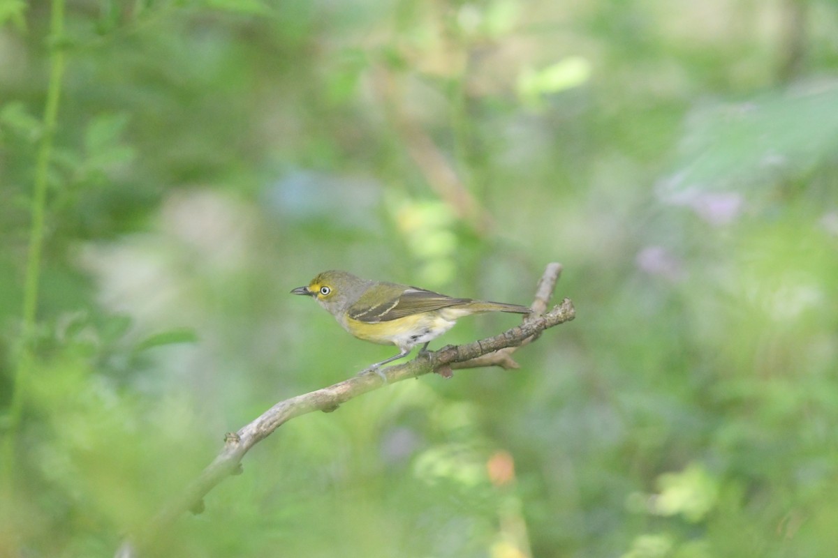 White-eyed Vireo - ML620691151