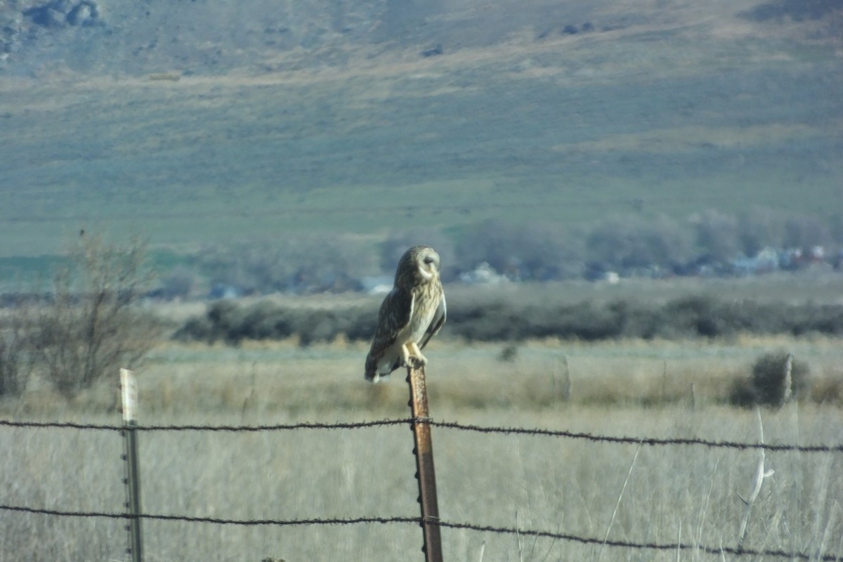 Short-eared Owl - Dave Hanscom