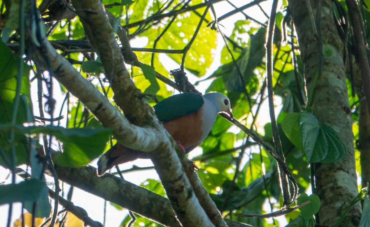 Finsch's Imperial-Pigeon - ML620691155