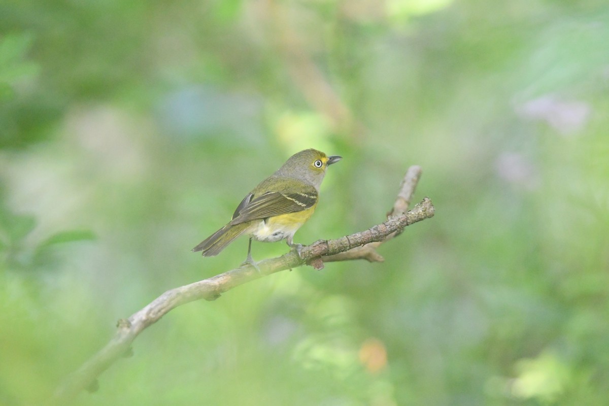 White-eyed Vireo - ML620691156