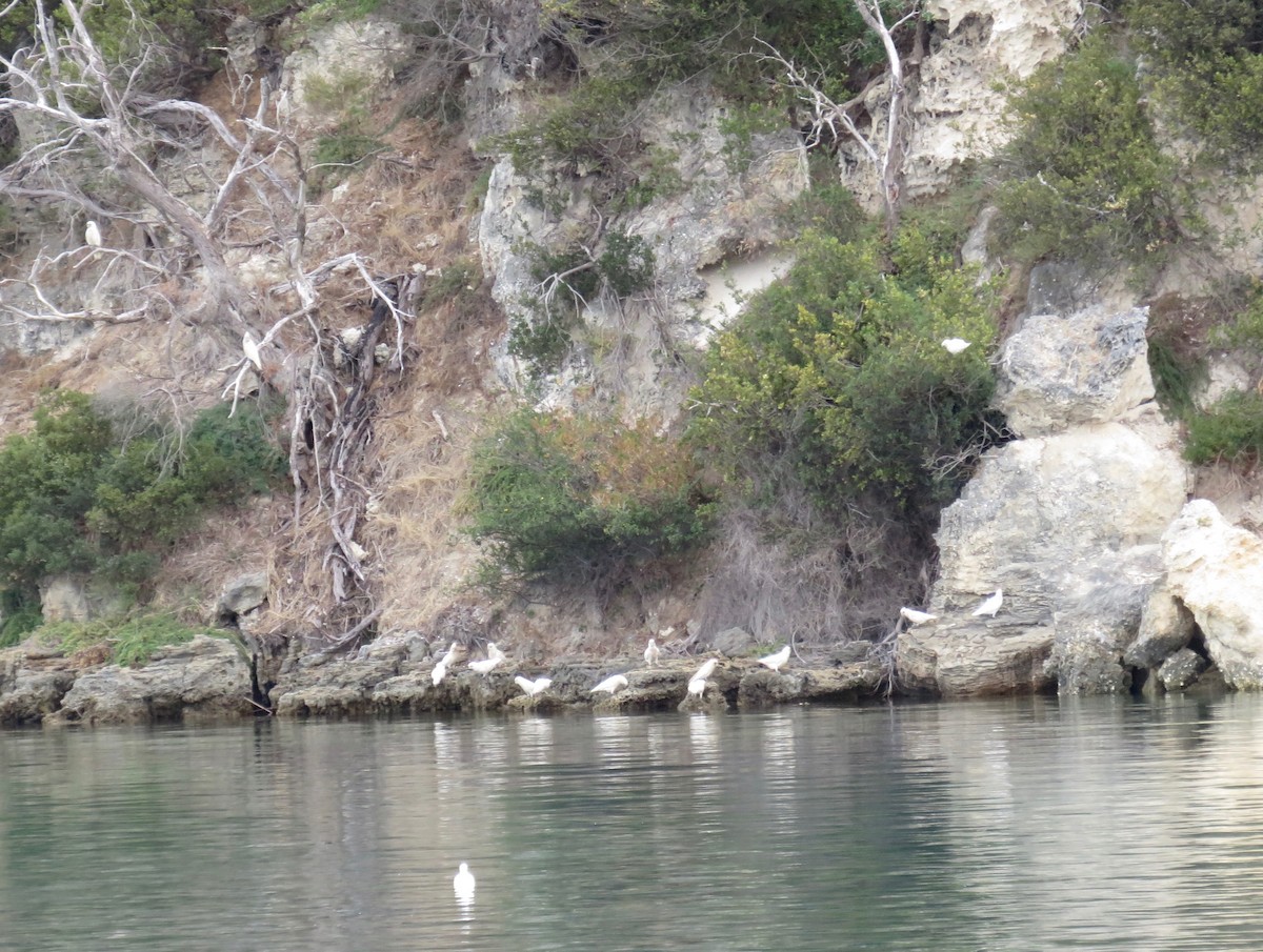 Cacatoès corella - ML620691157