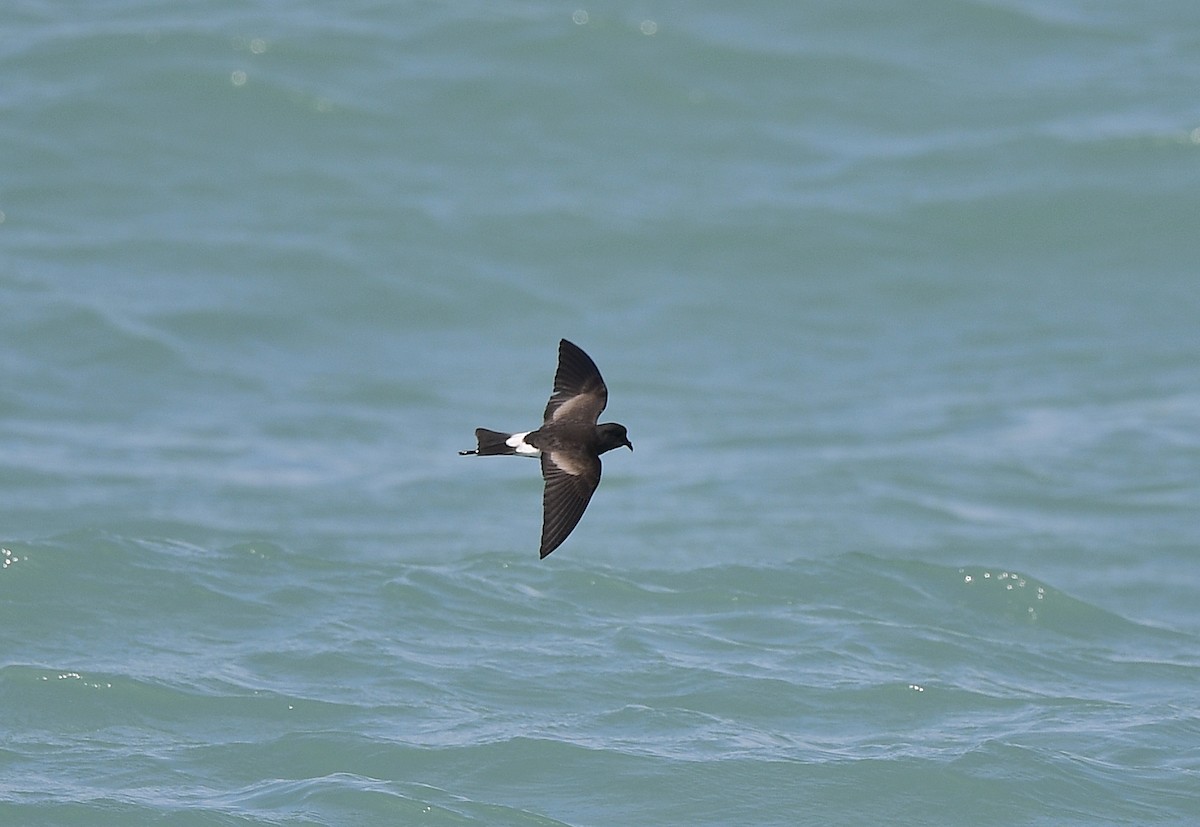 Wilson's Storm-Petrel - ML620691161