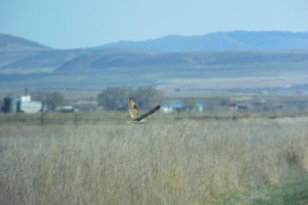 Short-eared Owl - ML620691164