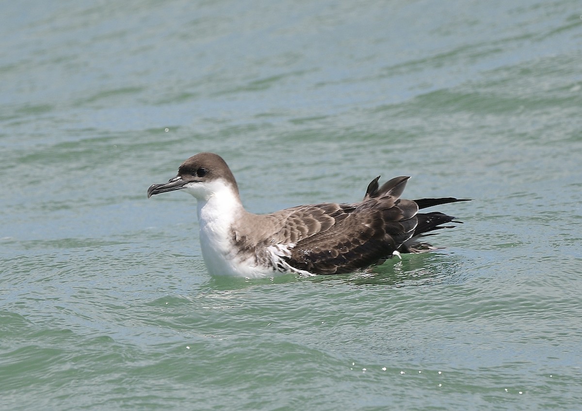 Great Shearwater - ML620691165