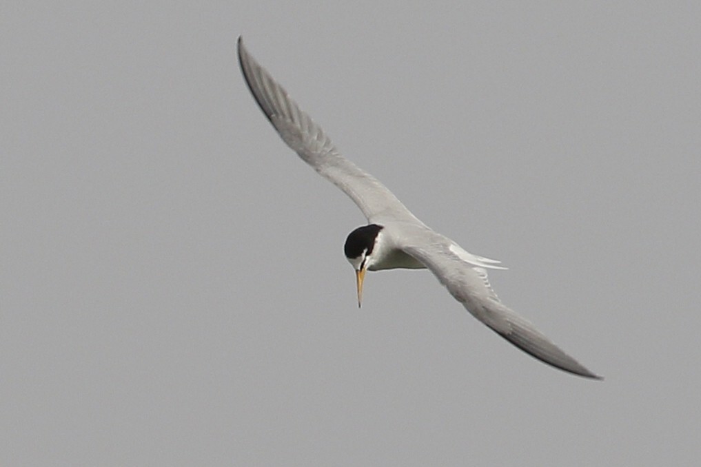 Little Tern - Ted Keyel