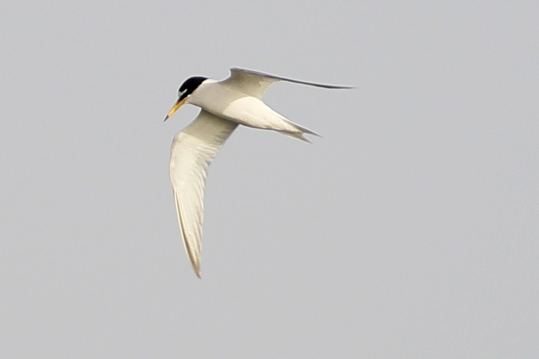 Little Tern - ML620691170