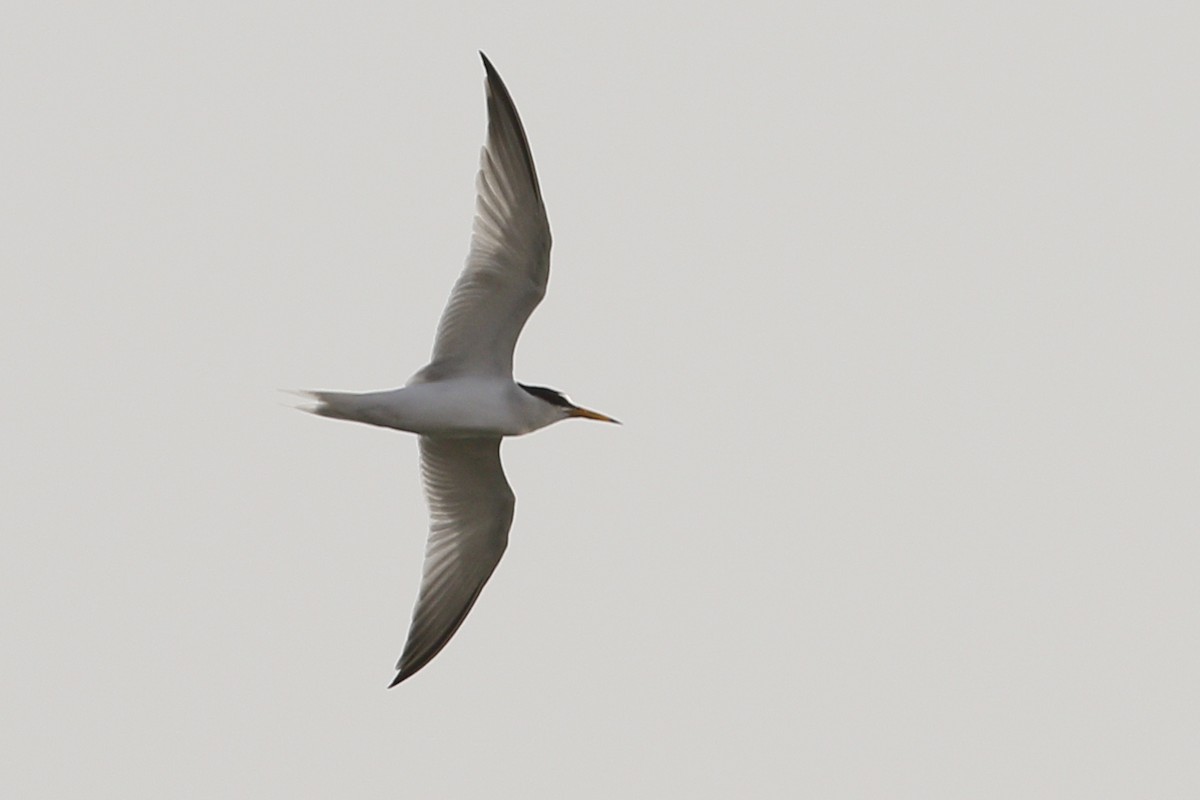 Little Tern - ML620691171