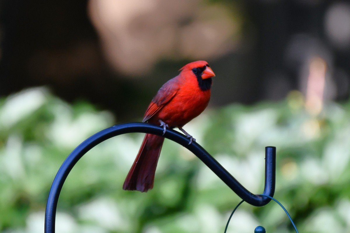 Northern Cardinal - ML620691176