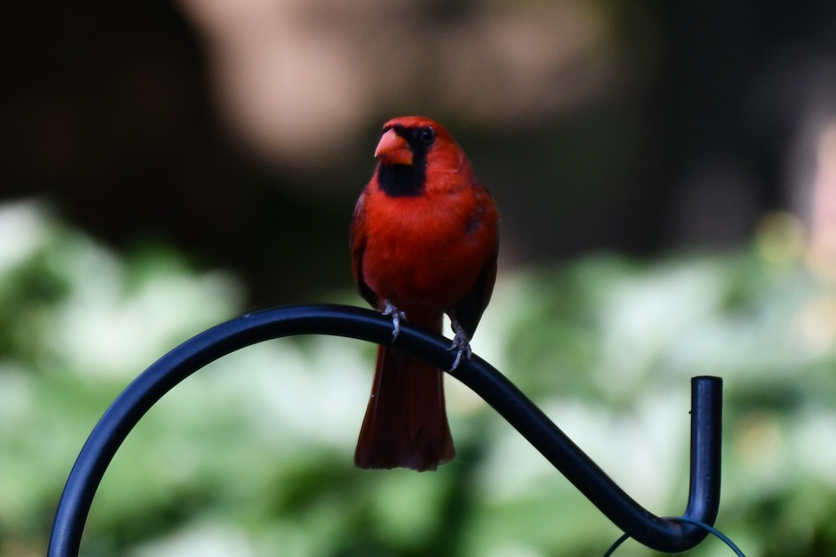 Northern Cardinal - ML620691179