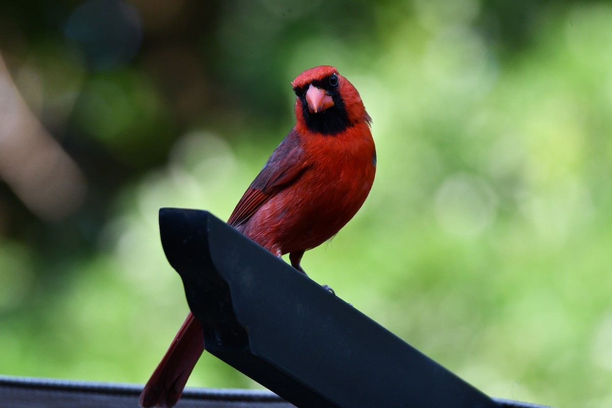 Northern Cardinal - ML620691181