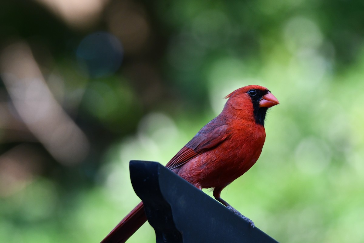 Northern Cardinal - ML620691182