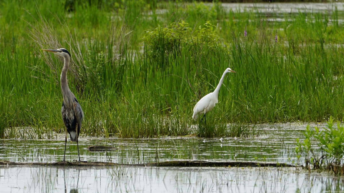 Great Egret - ML620691186