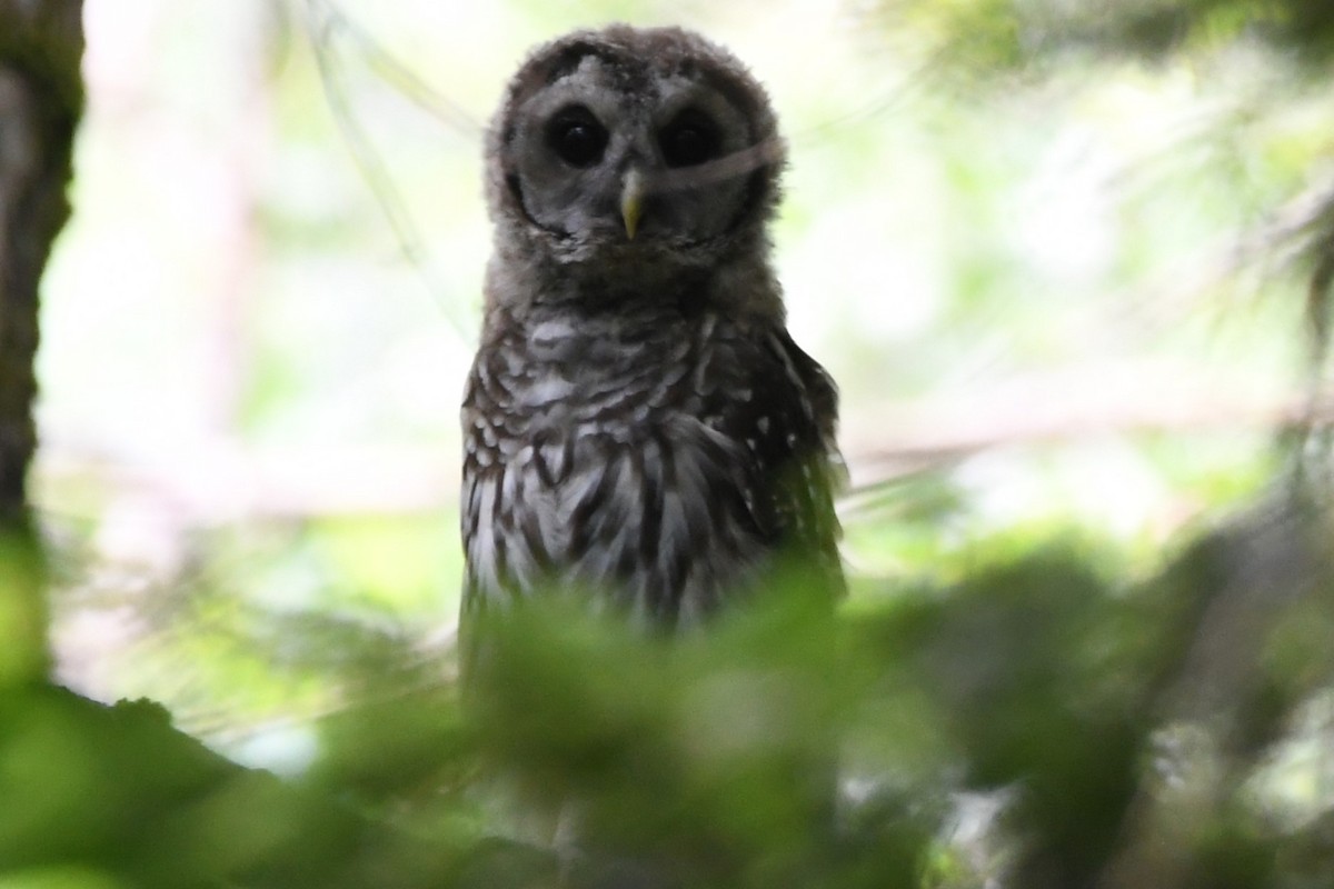 Barred Owl - ML620691189