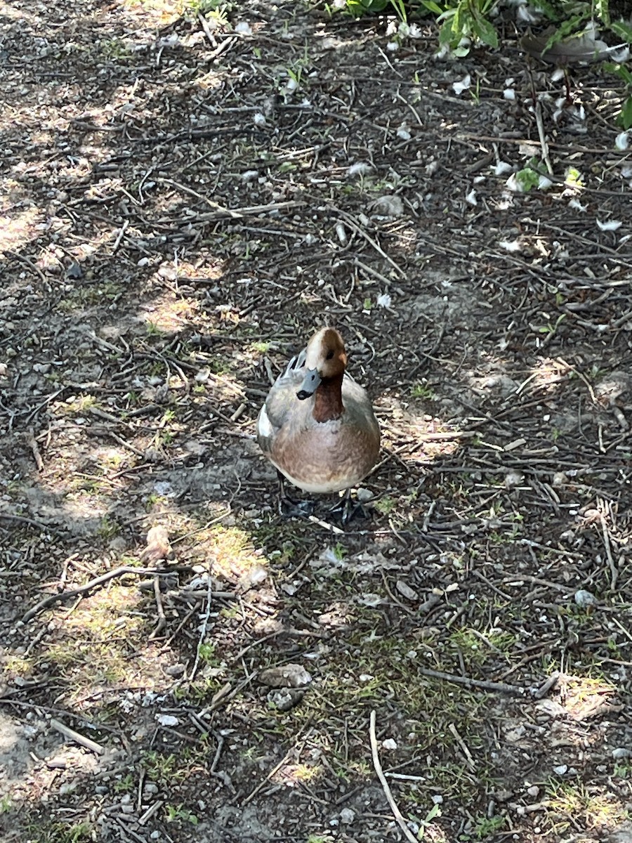 Eurasian Wigeon - ML620691194