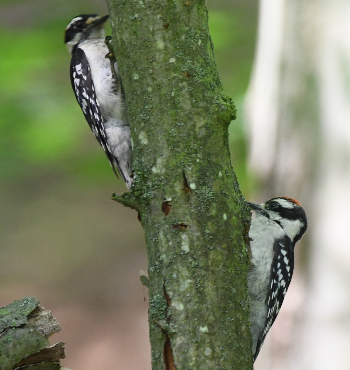 Downy Woodpecker - ML620691195