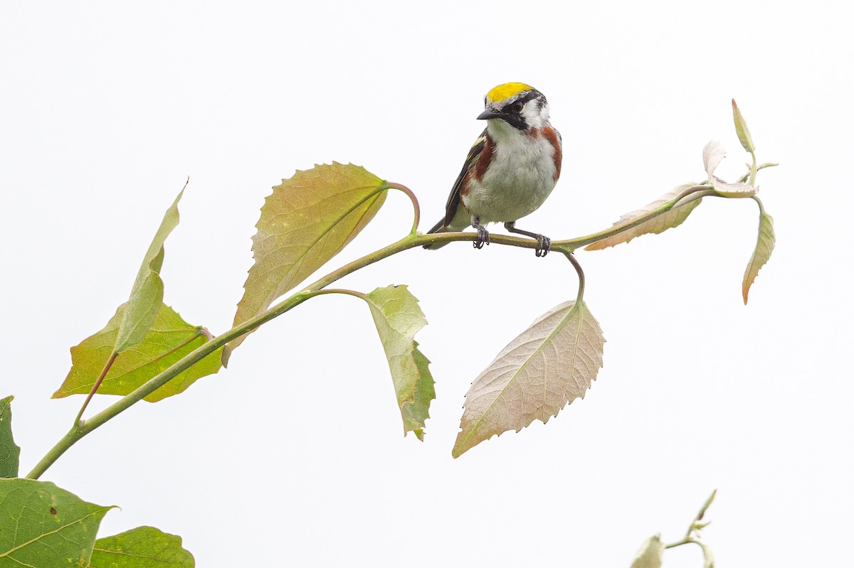 Chestnut-sided Warbler - ML620691201