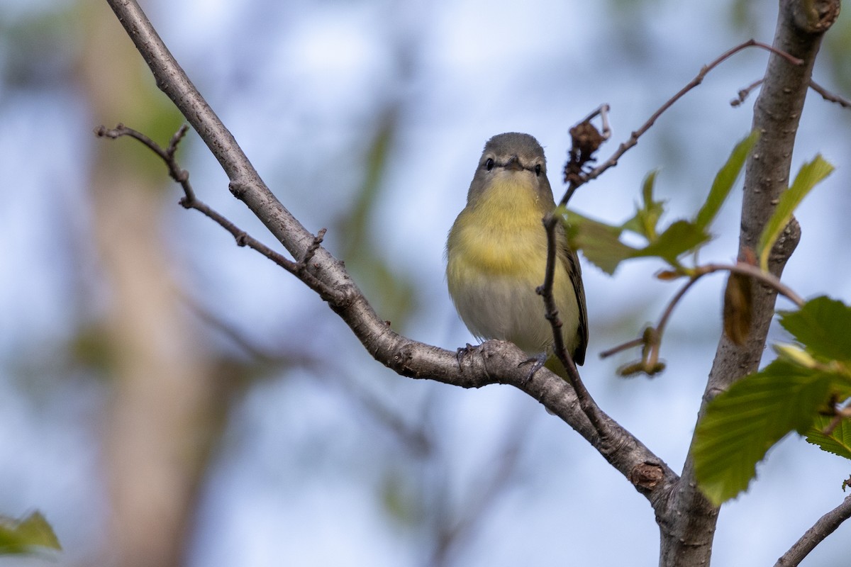 Philadelphia Vireo - ML620691217