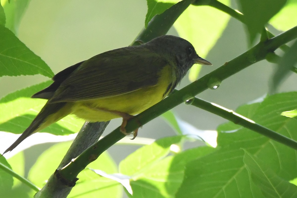 Mourning Warbler - ML620691220