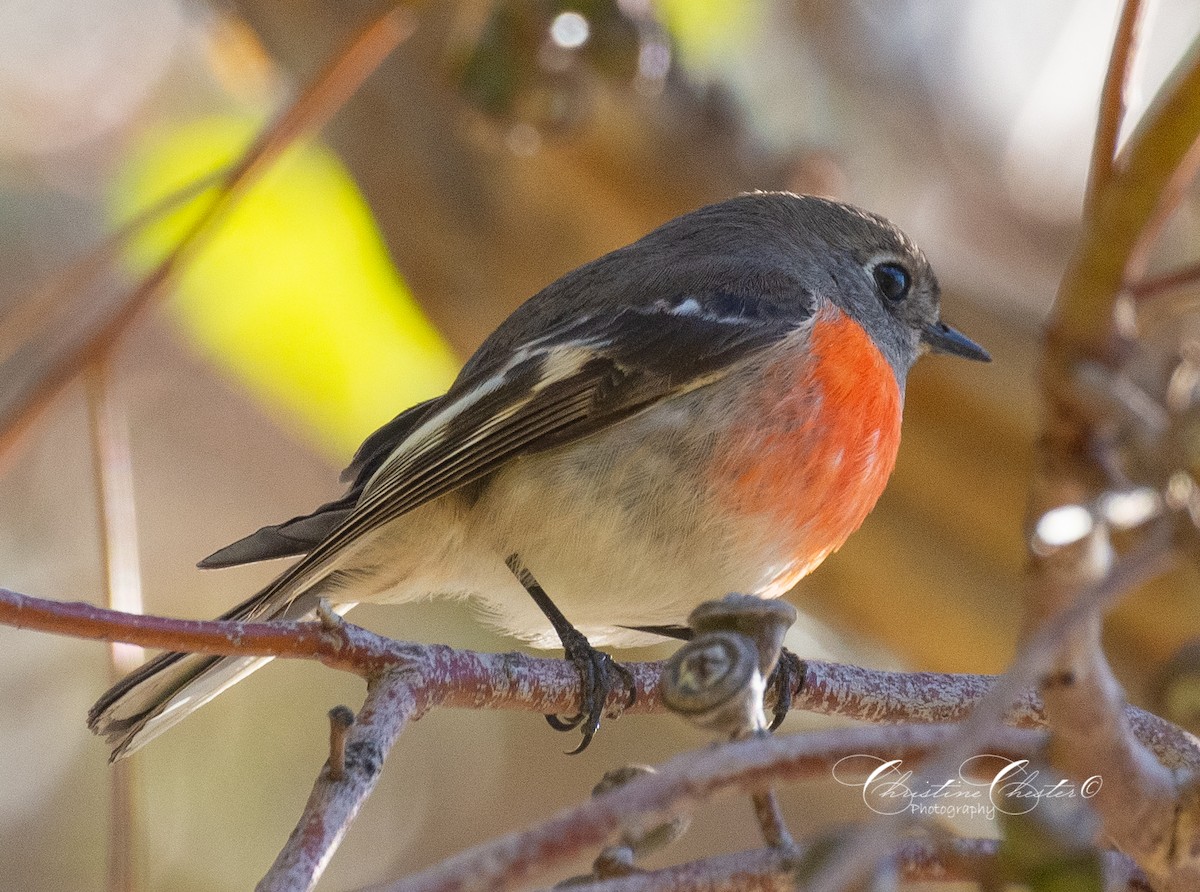 Scarlet Robin - ML620691223