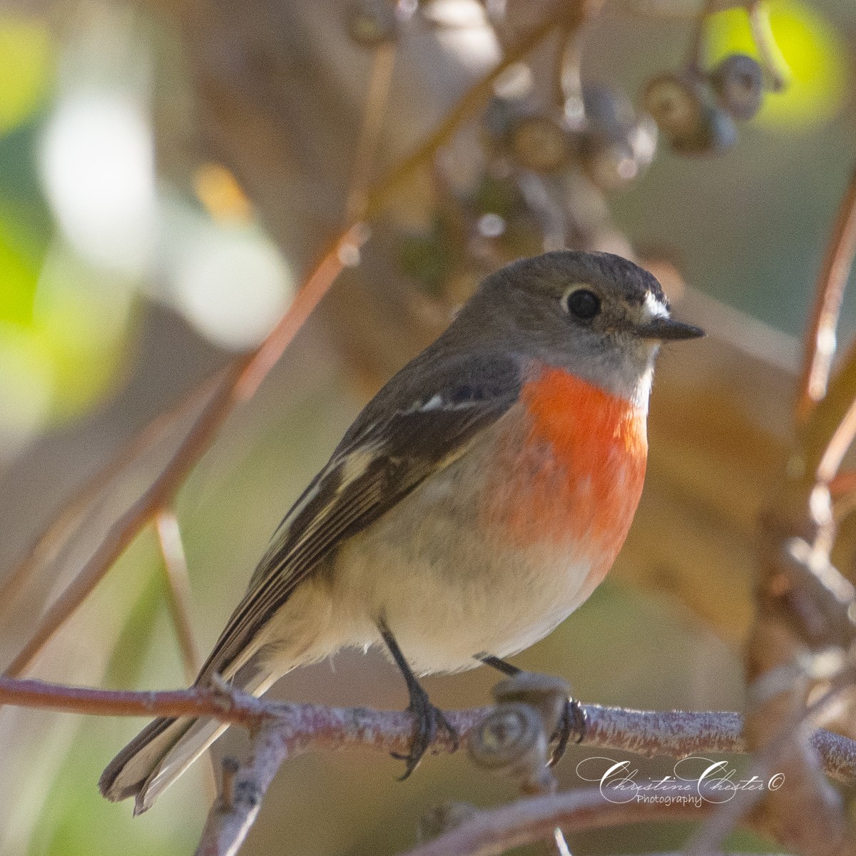 Scarlet Robin - ML620691224