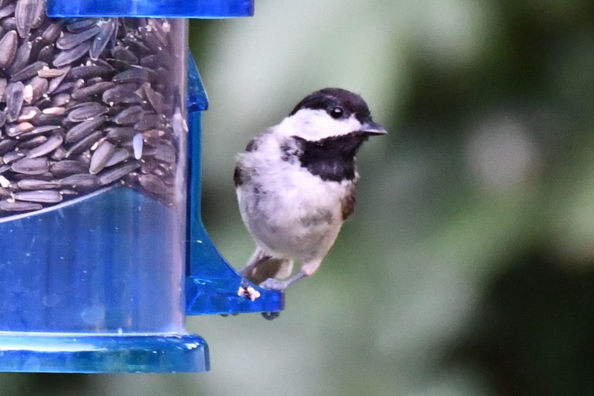 Carolina Chickadee - ML620691225