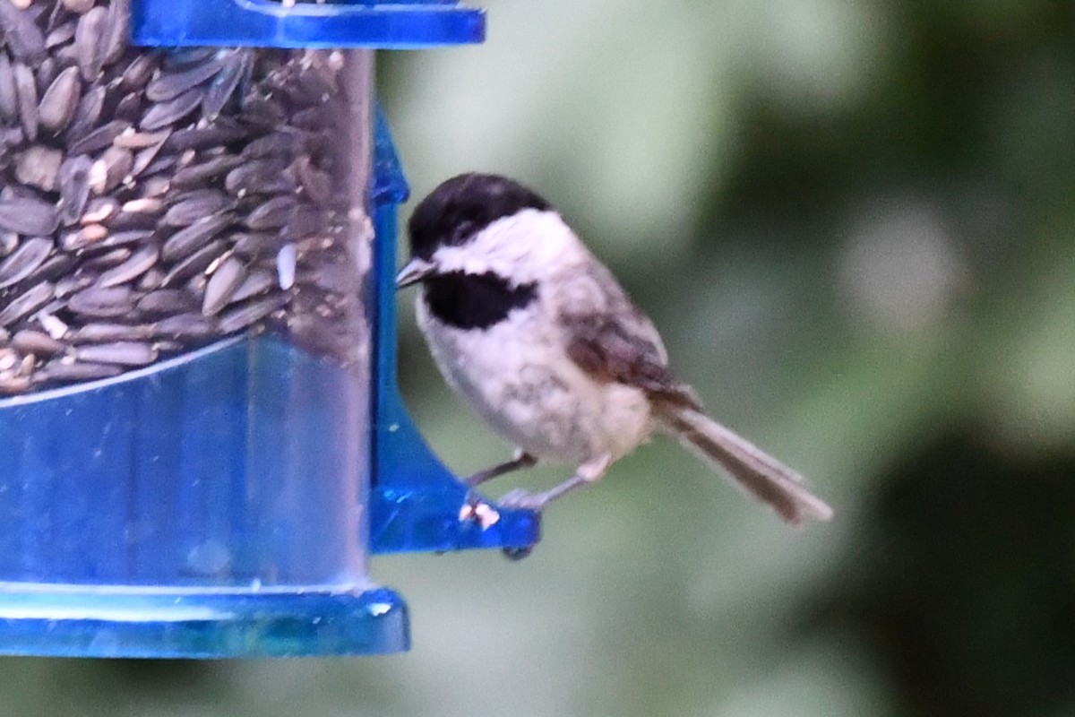 Carolina Chickadee - ML620691227