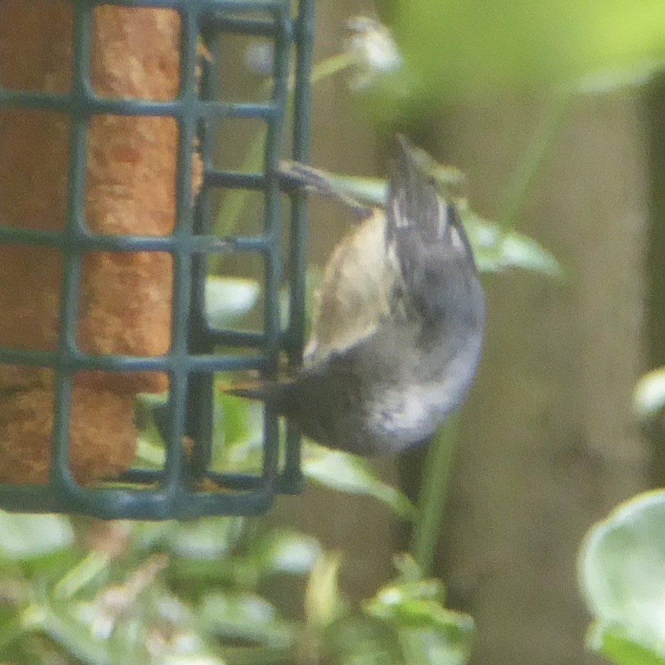 Pygmy Nuthatch - ML620691230