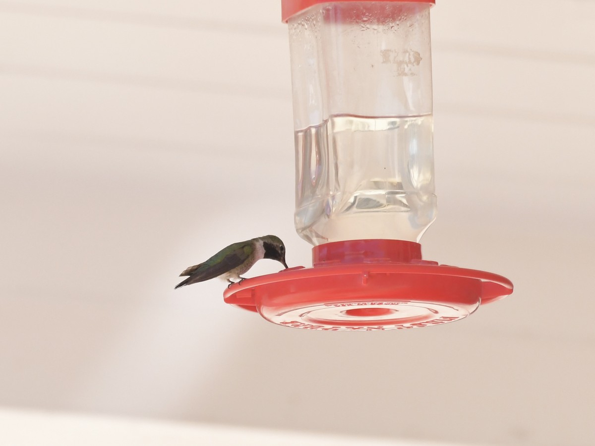 Broad-tailed Hummingbird - ML620691231