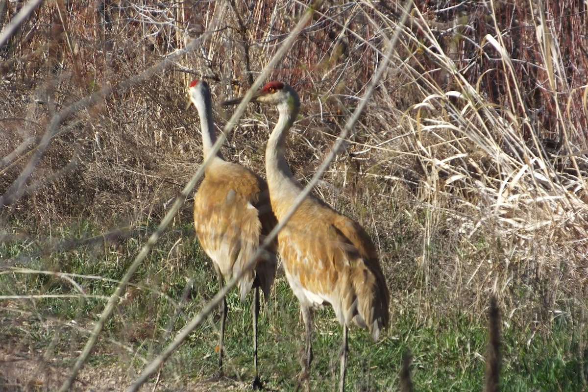 Sandhill Crane - ML620691237