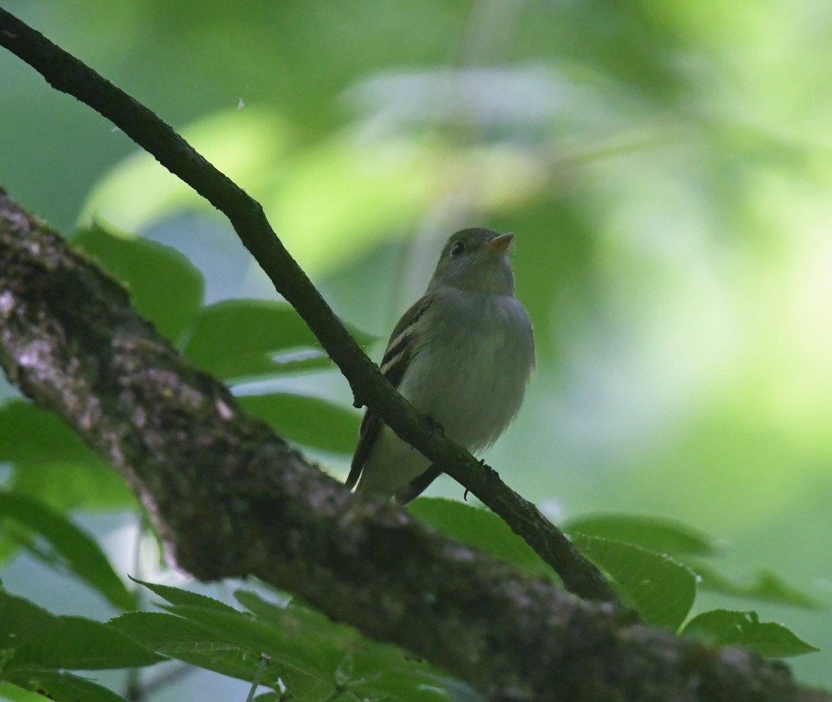 Acadian Flycatcher - ML620691240