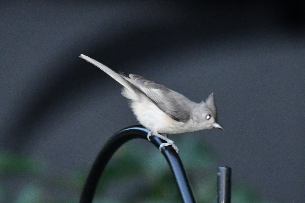 Tufted Titmouse - ML620691243