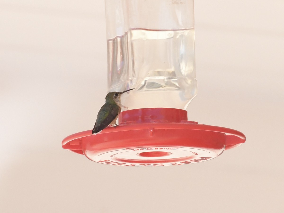 Calliope Hummingbird - ML620691244