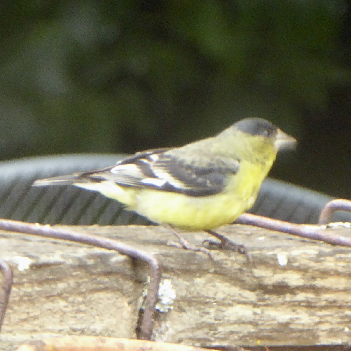 Lesser Goldfinch - ML620691245